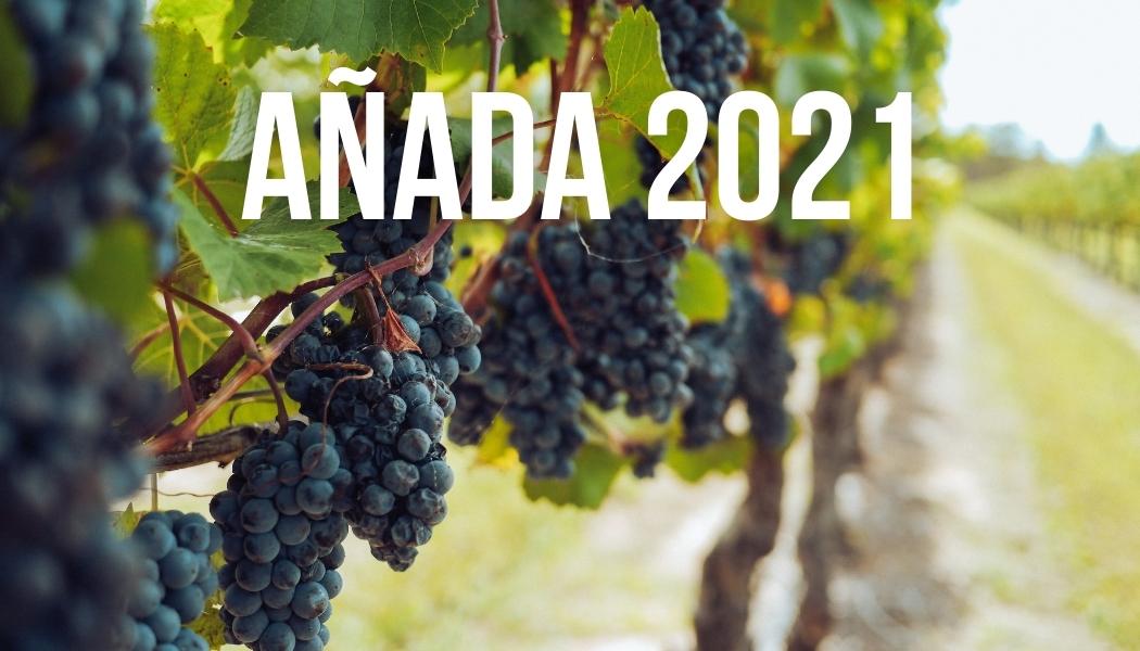 Añada 2021: como fue la vendimia y cómo serán los vinos